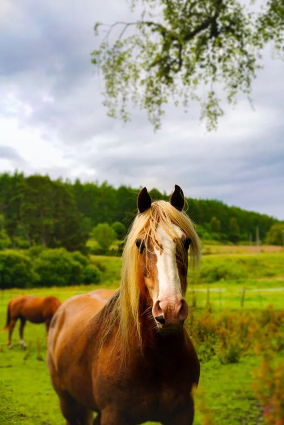 horse-garden-schotland.jpg