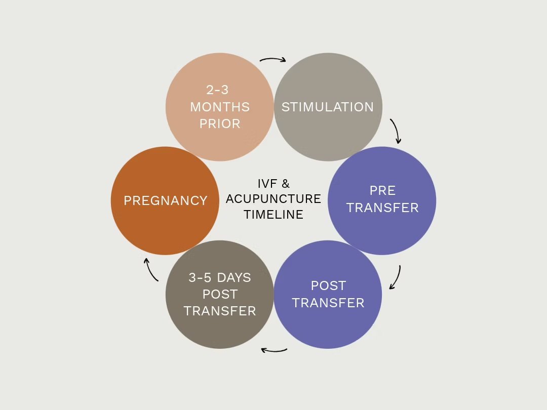 IVF &amp; Acupuncture Timeline to Optimise Your IVF Cycle Optimising