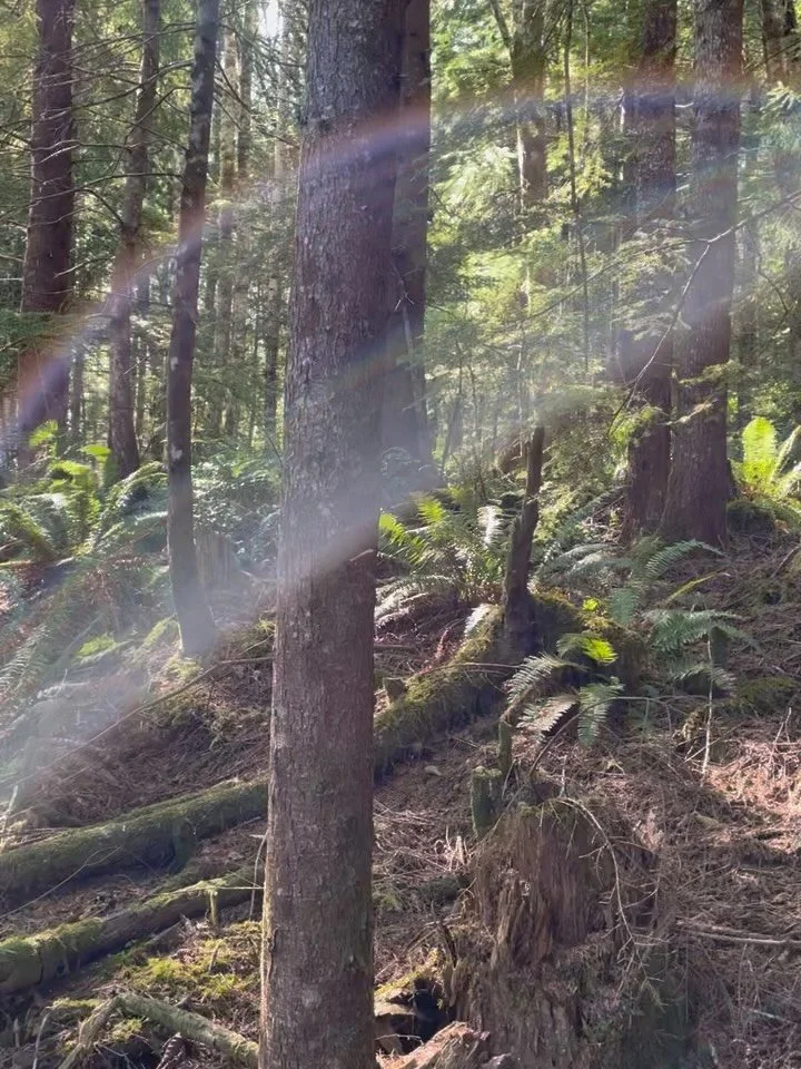 The smoke may have hidden the epic views on the east side but the views from the Olympic made up for it! Had quite the mix of hard and flowy trails. looking for your next adventure? Check out our fleet of rental bikes ranging from 125 4 strokes to mo