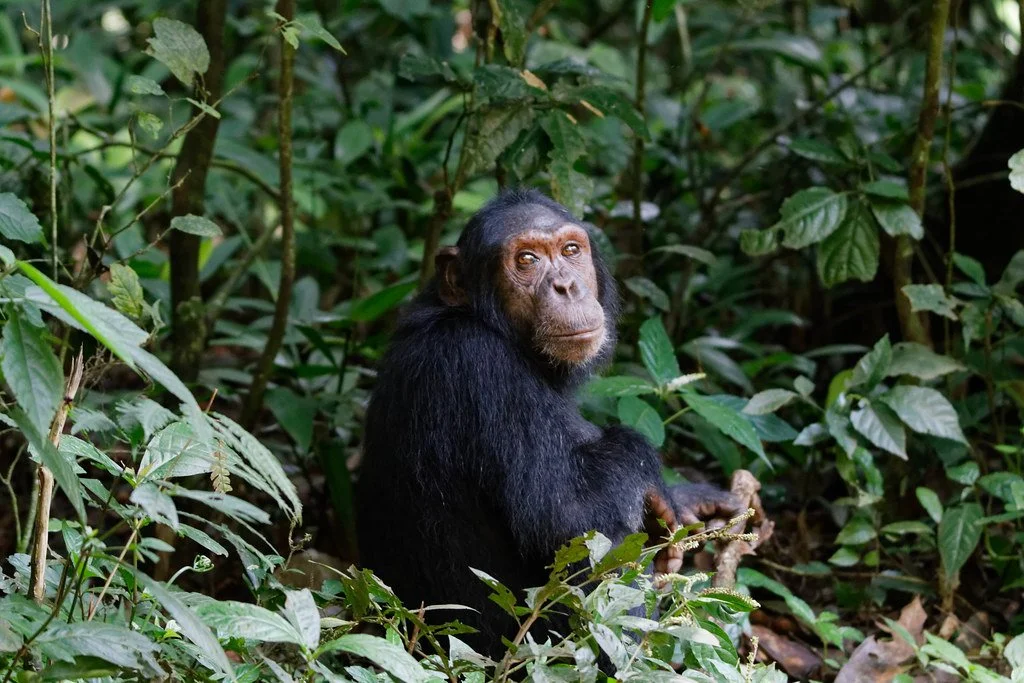 Can Protecting Cute, Furry Species Save Nature?
