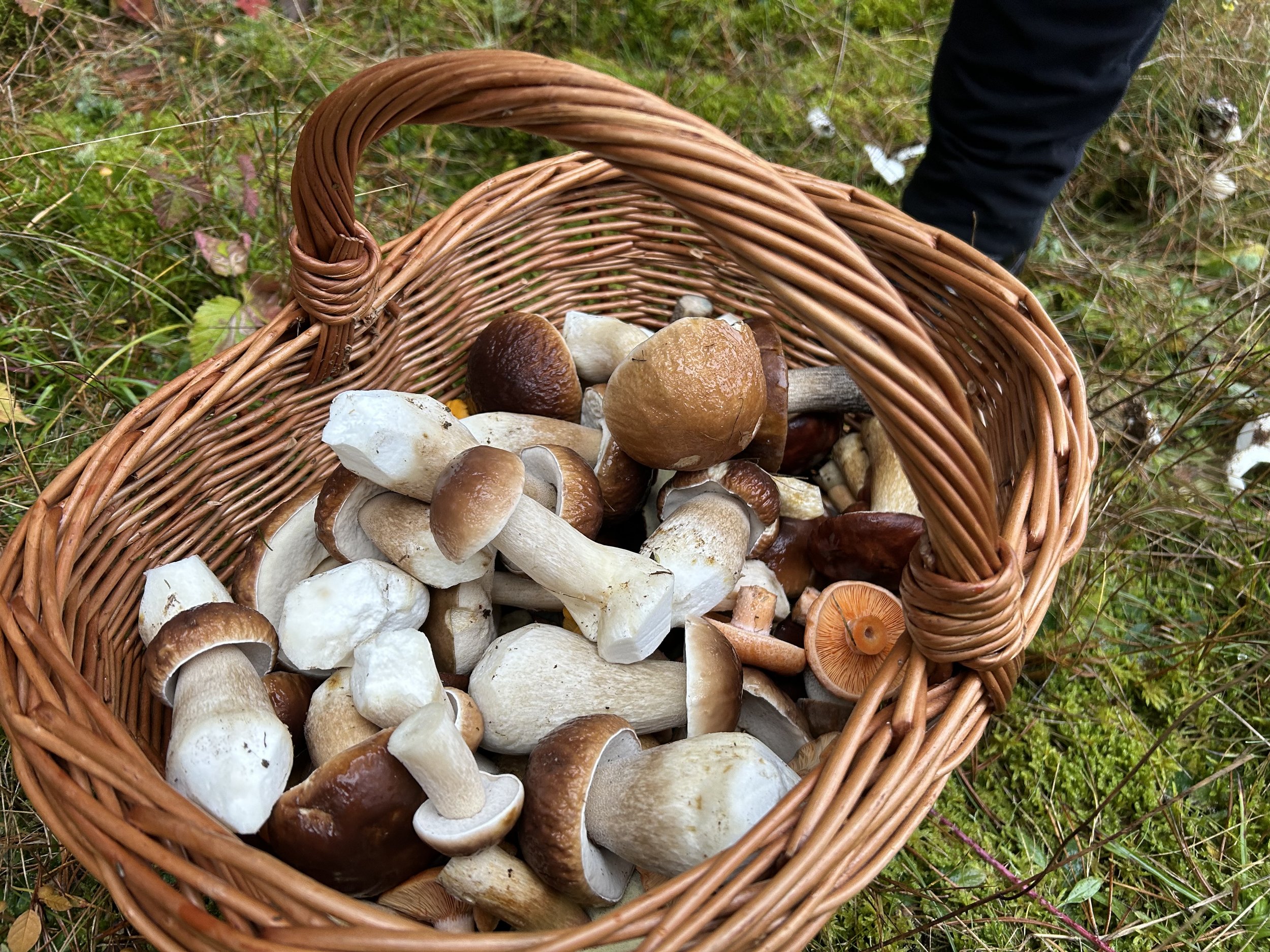 Does Picking Mushrooms Actually Harm Fungi? A Swiss Forest Kept Score for 27 Years