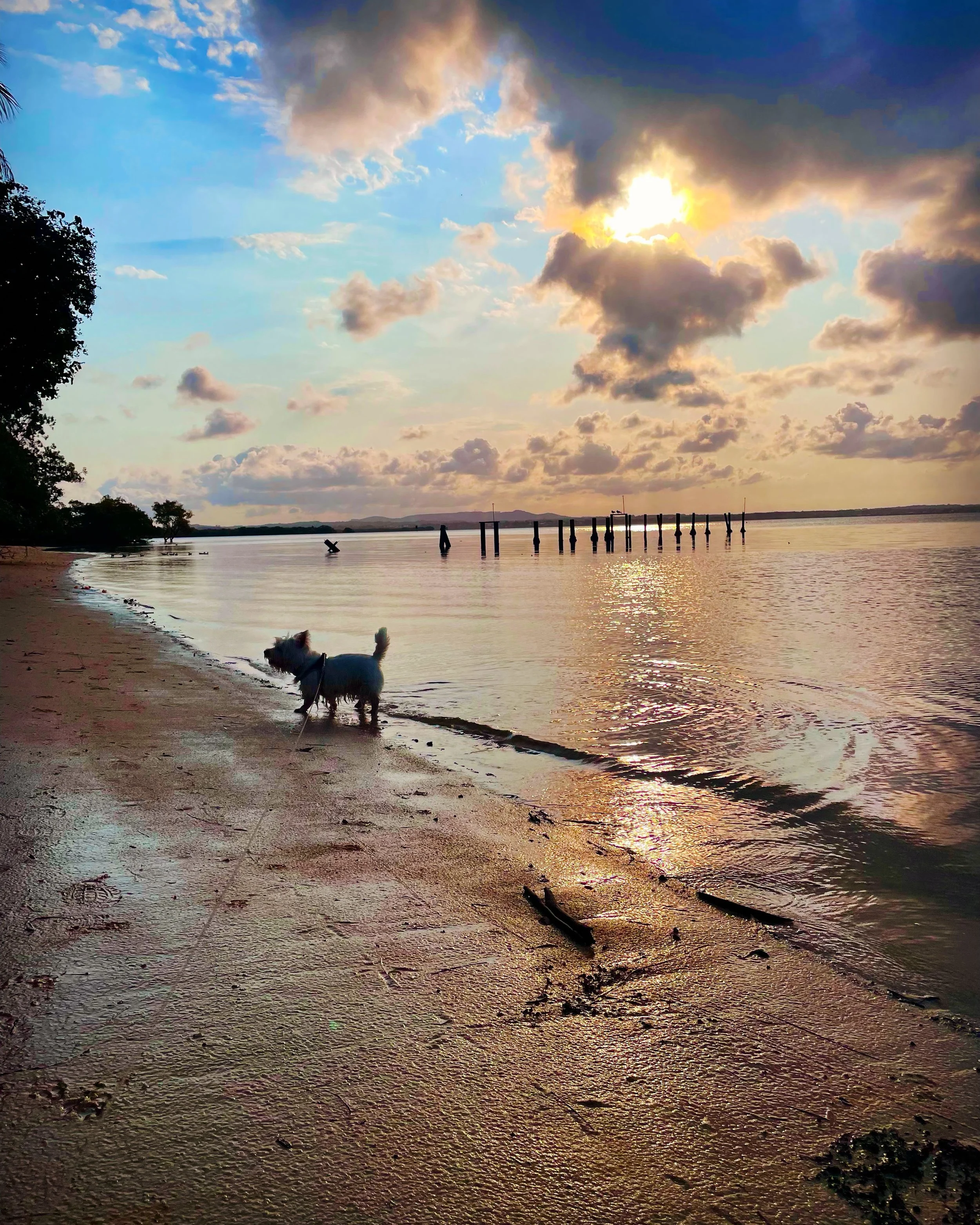 A small dog standing at the shoreline of a beach during sunset, with cloudy sky and calm water reflecting the orange glow.
