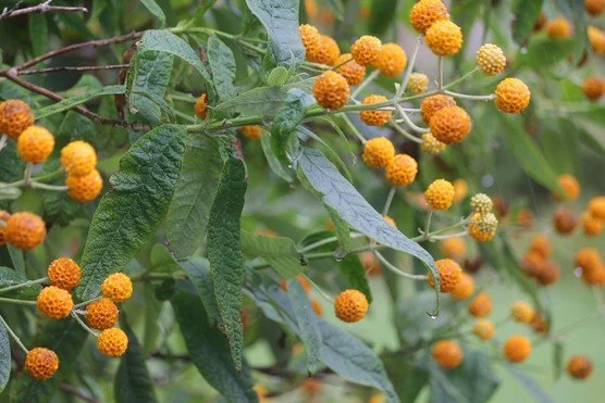Buddleja Globosa