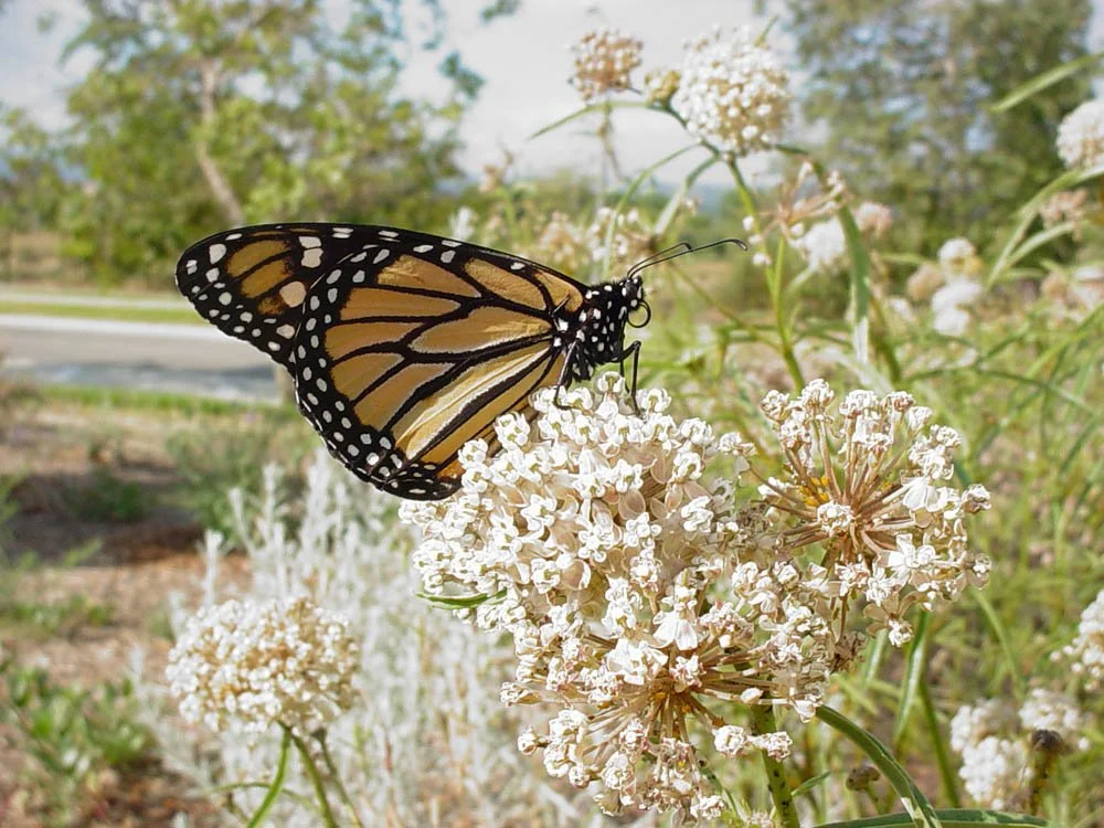 Narrowleaf Milkweed