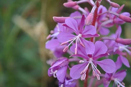 Fireweed