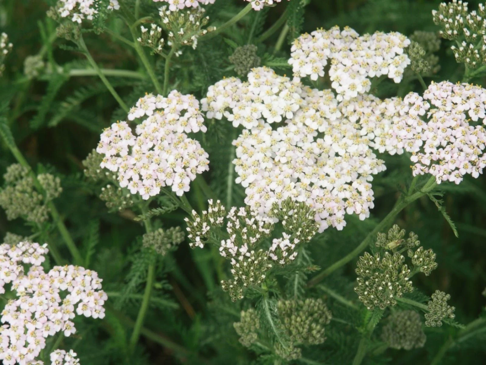 Yarrow