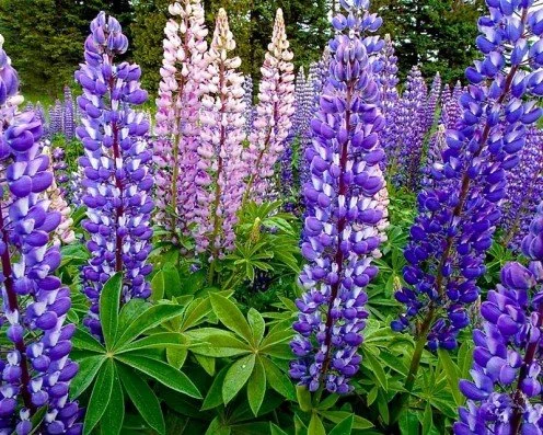 Large Leaf Lupine