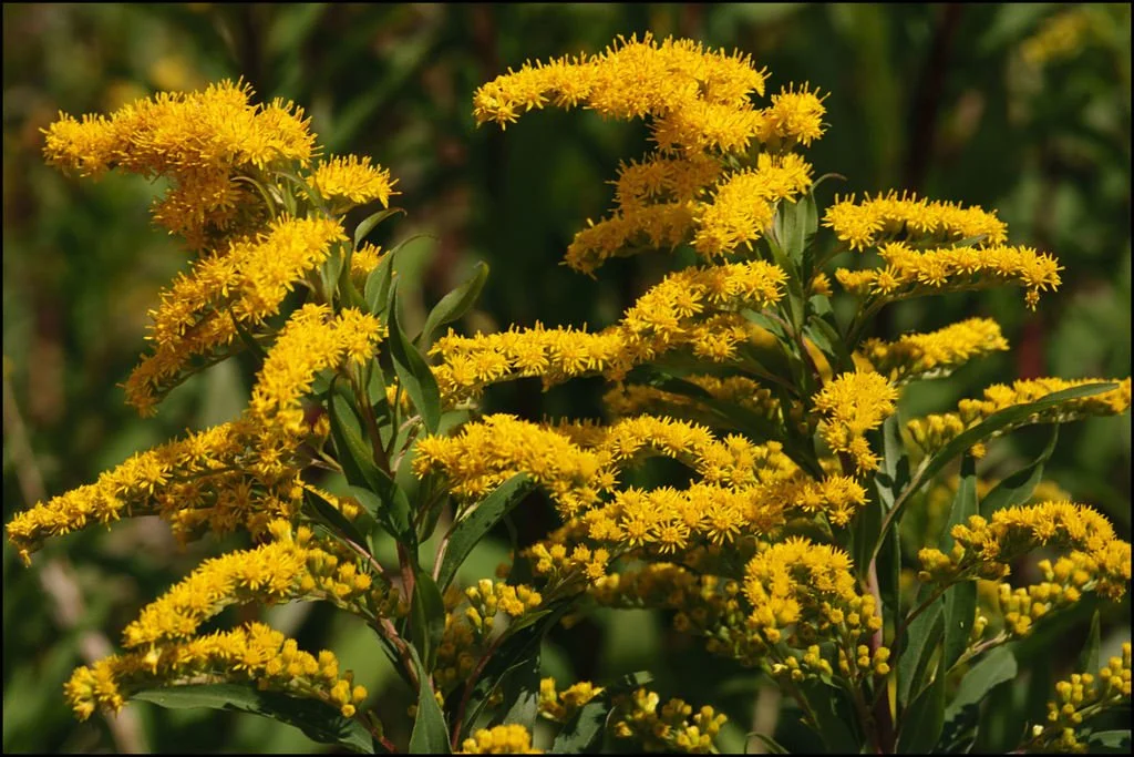 Goldenrod