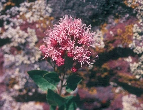Snakeroot