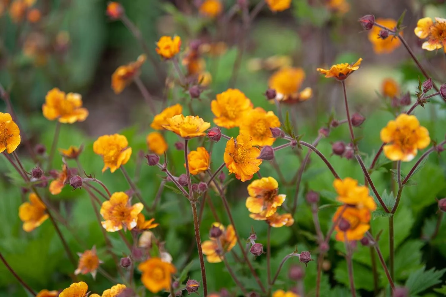 Tangerine Avens