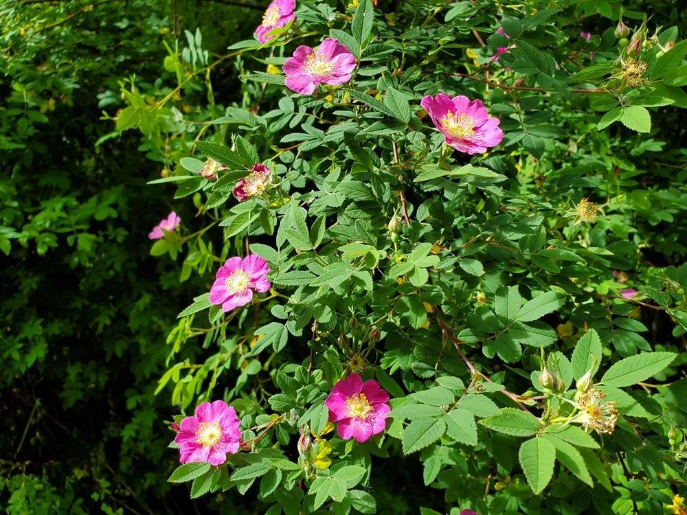 Nootka Rose