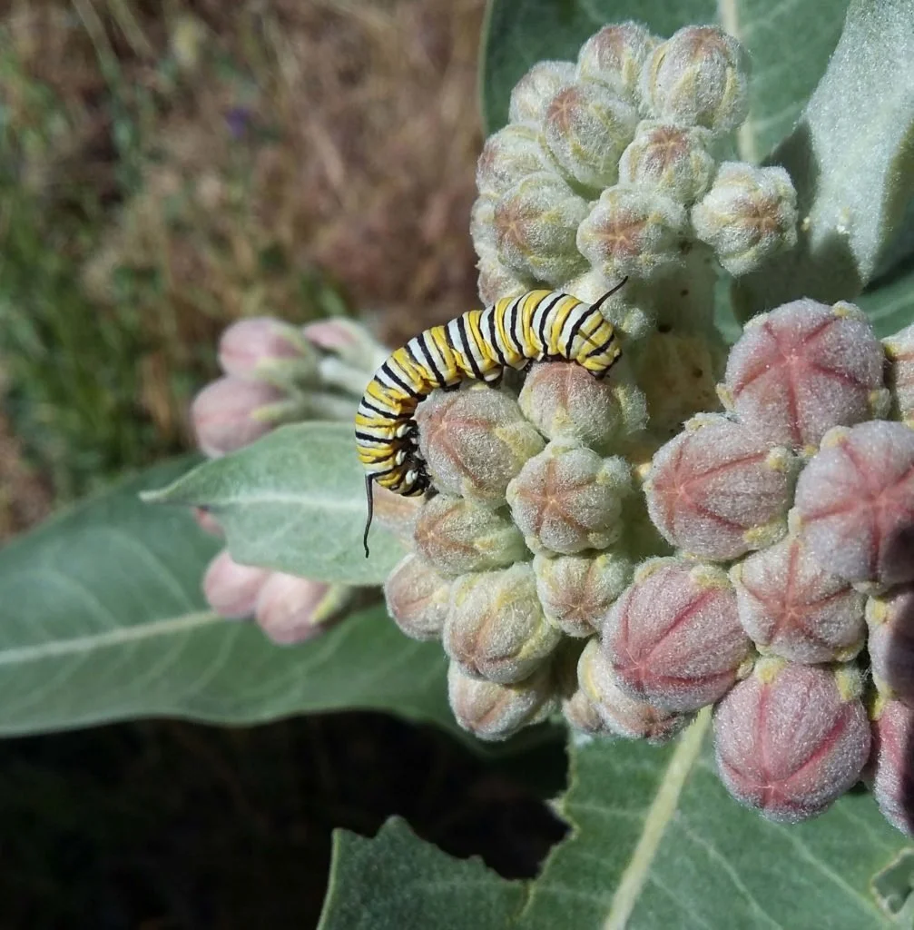 Showy Milkweed