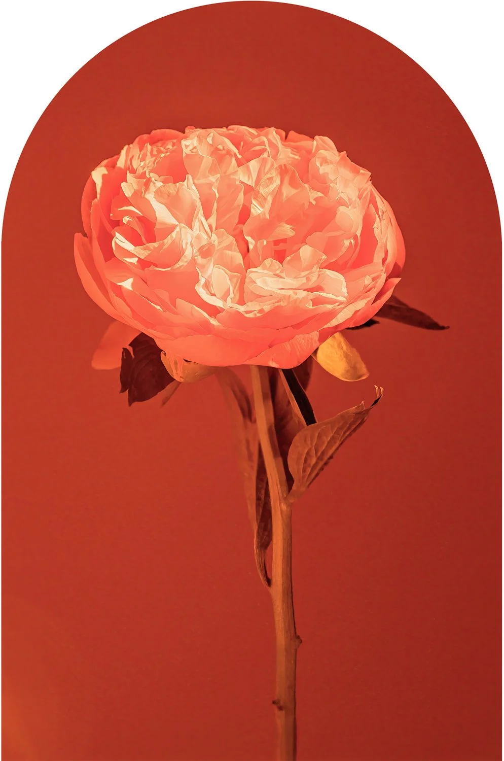 Beautiful Decay - Peony 3 WEB.jpg