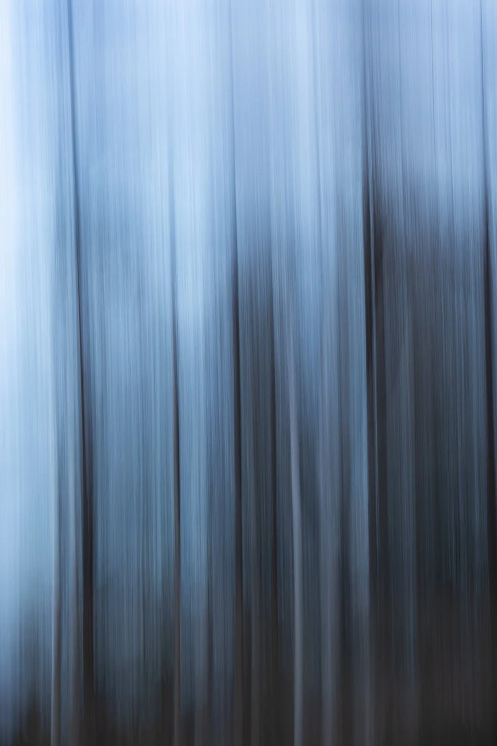 Lake Ruataniwha Silver Birch.jpg