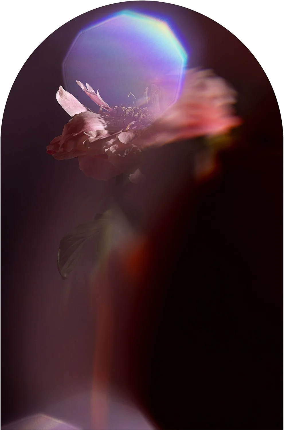 Beautiful Decay - Peony 6 WEB.jpg