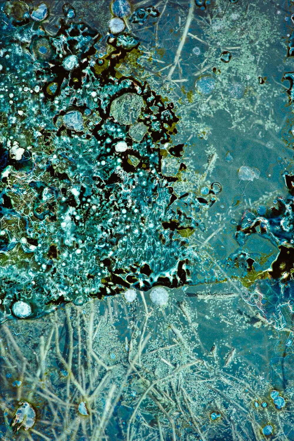 A4 2025100620251006BacteriadistressedAraria011-Edit.jpg