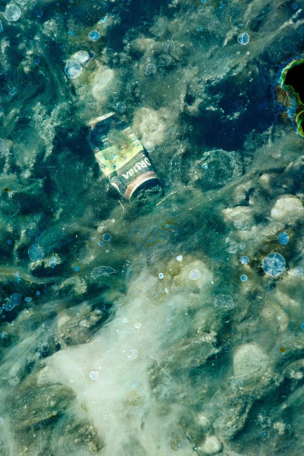 2025100620251006BacteriadistressedWaikirikiri017-Edit.jpg