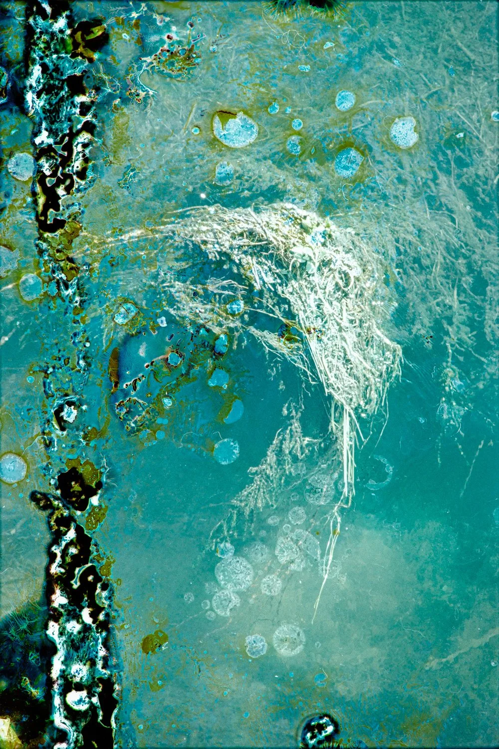 A4 2025100620251006BacteriadistressedAraria006-Edit.jpg