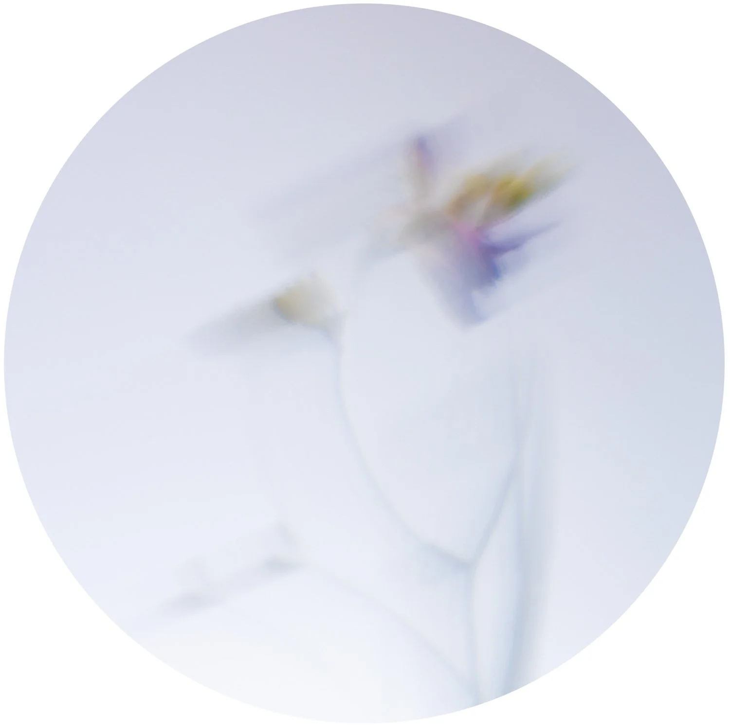 Beautiful Decay - Crocus 4 WEB.jpg