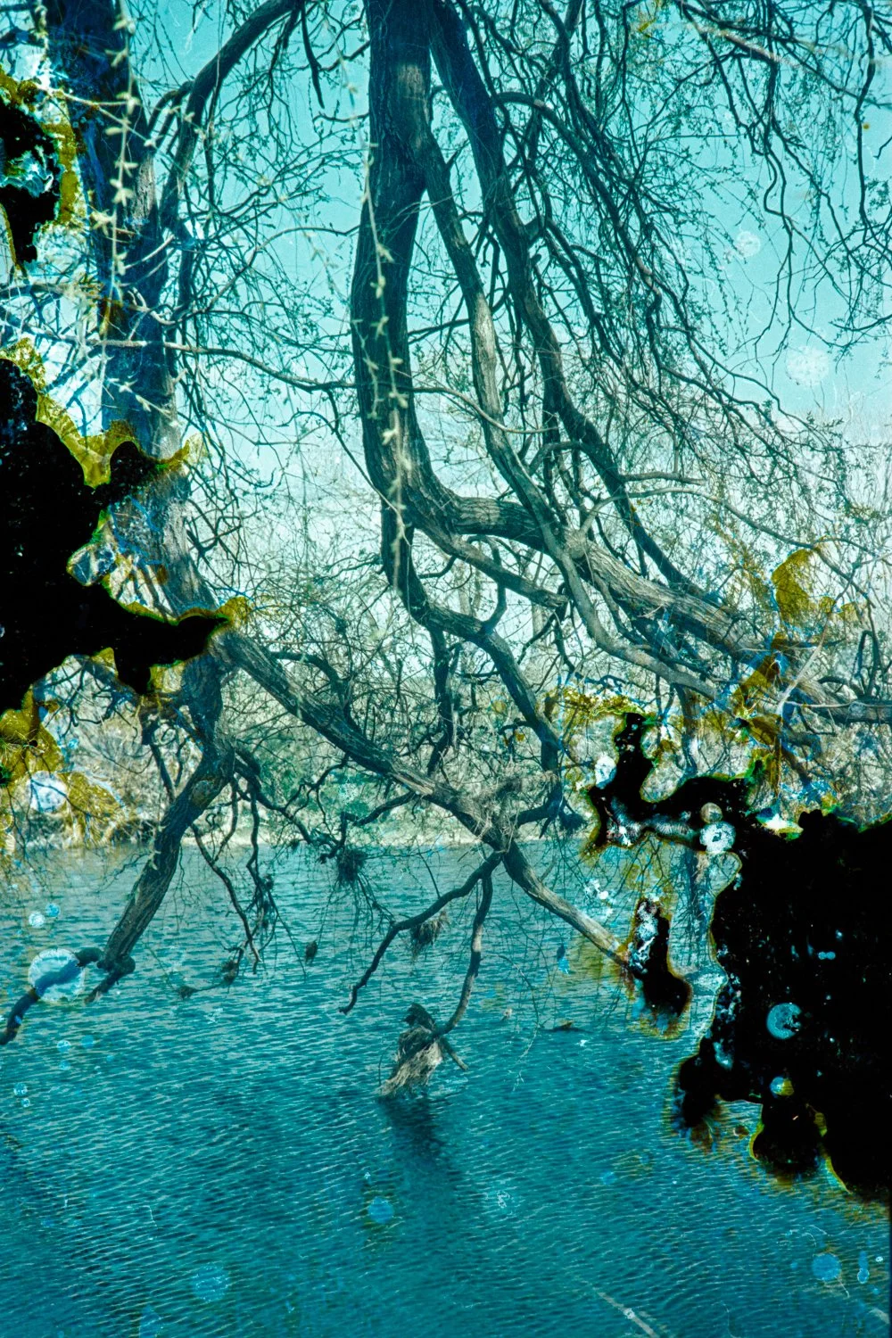 2025100620251006BacteriadistressedWaikirikiri006-Edit.jpg