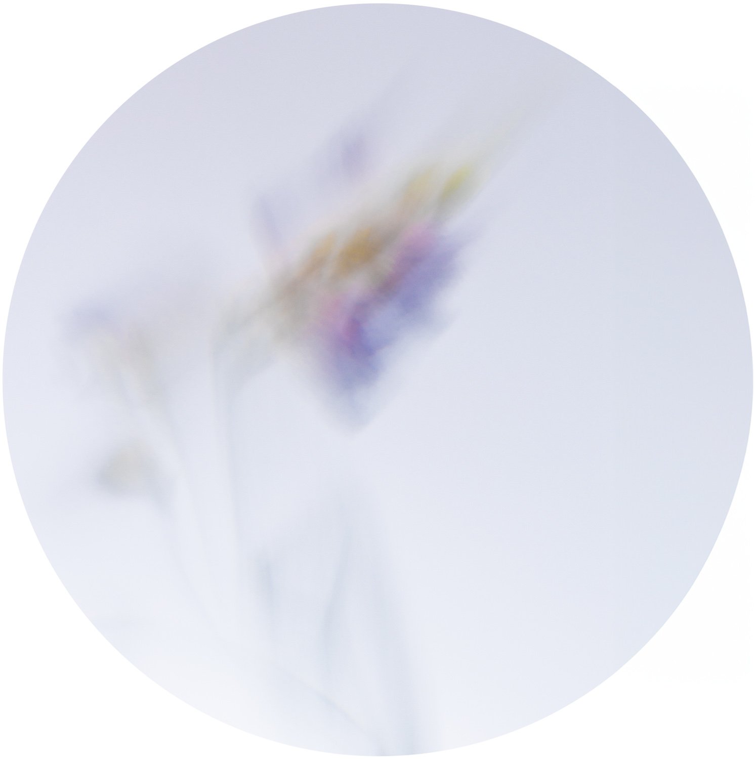 Beautiful Decay - Crocus 1 WEB.jpg