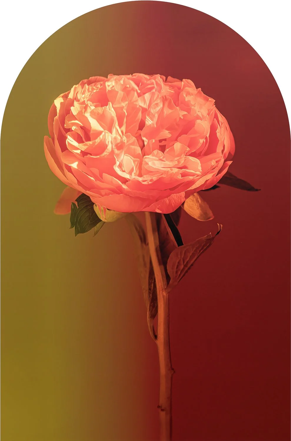 Beautiful Decay - Peony 1 WEB.jpg