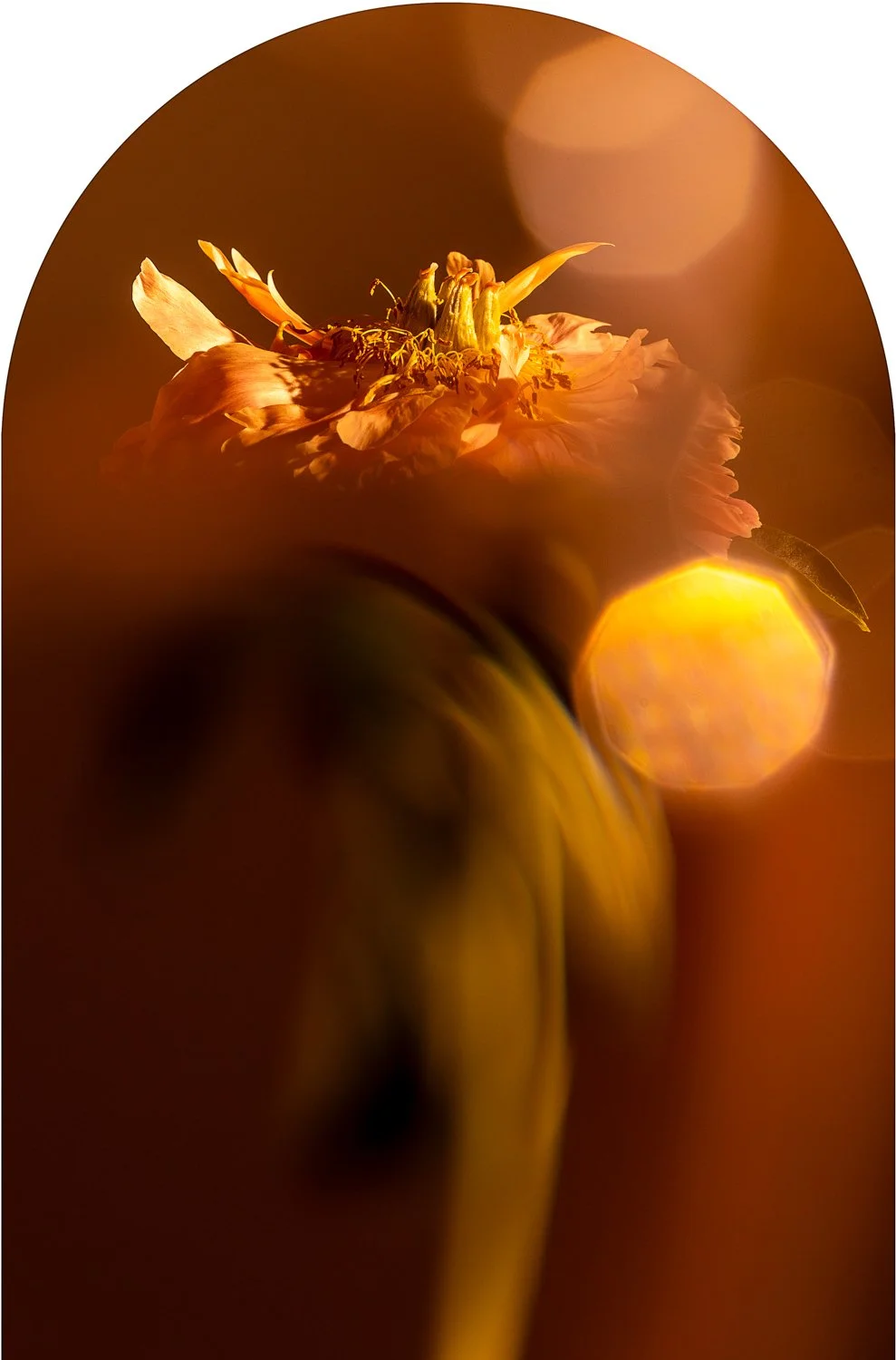 Beautiful Decay - Peony 5 WEB.jpg