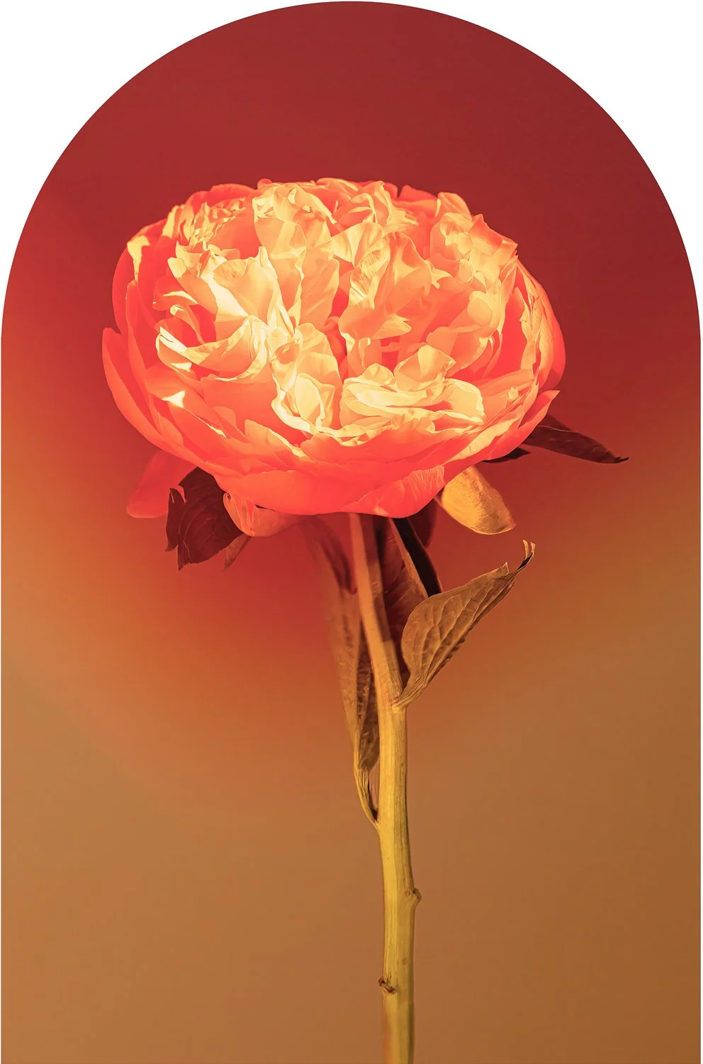 Beautiful Decay - Peony 2 WEB.jpg