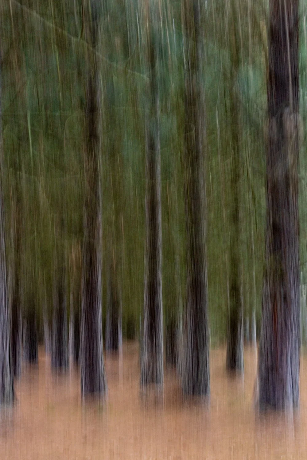 Lake Ruataniwha Pines.jpg