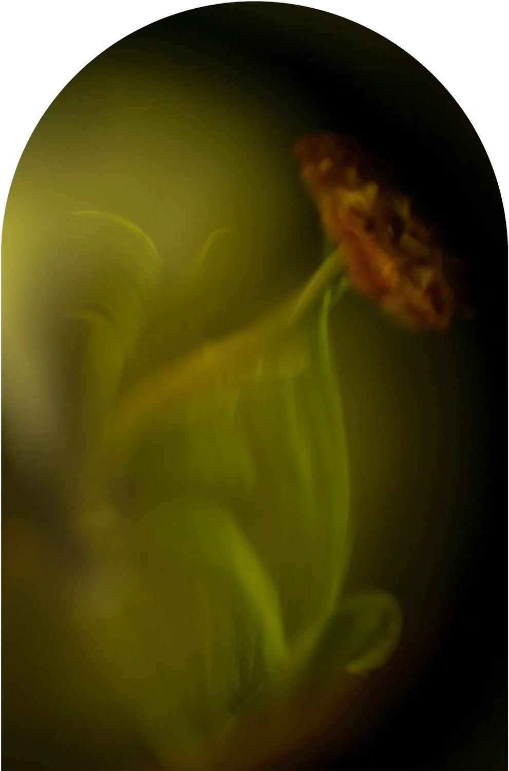 Beautiful Decay -Tulip arch 2 WEB.jpg