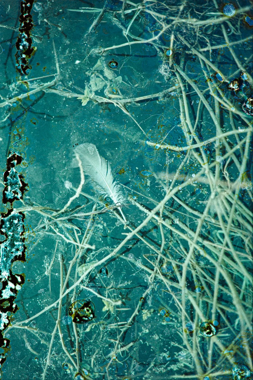 A4 2025100620251006BacteriadistressedAraria010-Edit.jpg