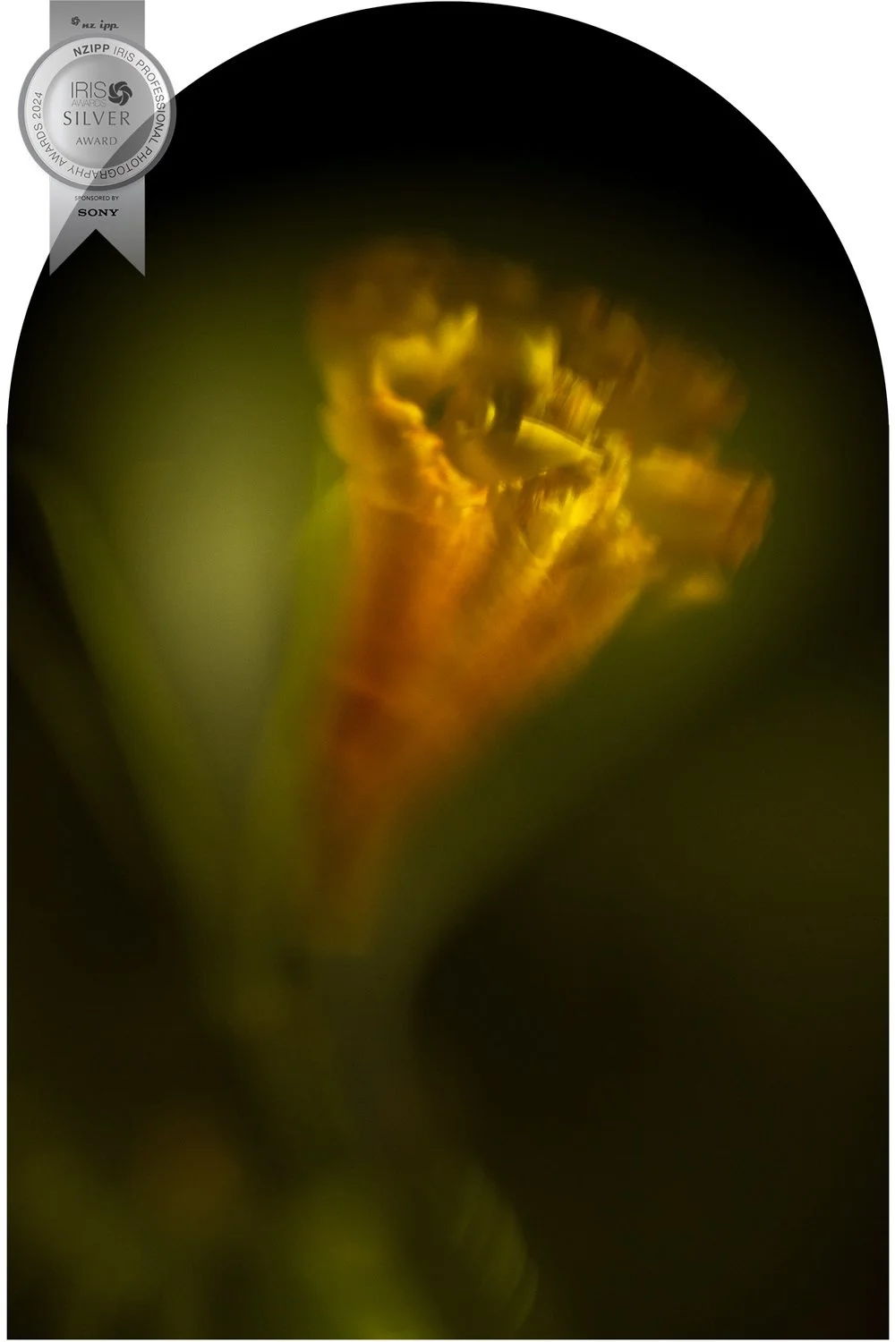 Web Tulip 2a.jpg