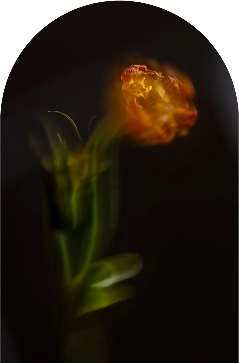 Beautiful Decay - Tulip arch 3 WEB.jpg