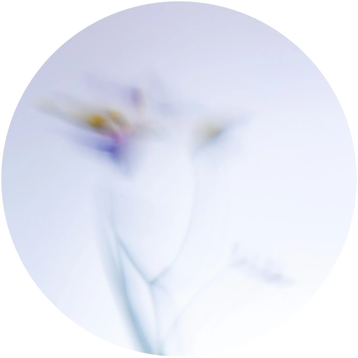 Beautiful Decay - Crocus 2 WEB.jpg