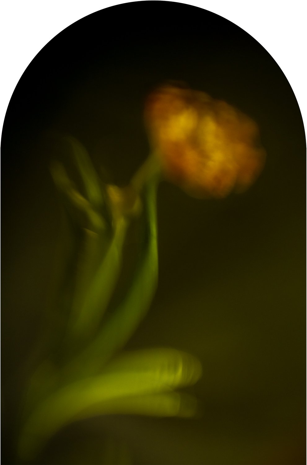Beautiful Decay - Tulip arch 6 WEB.jpg