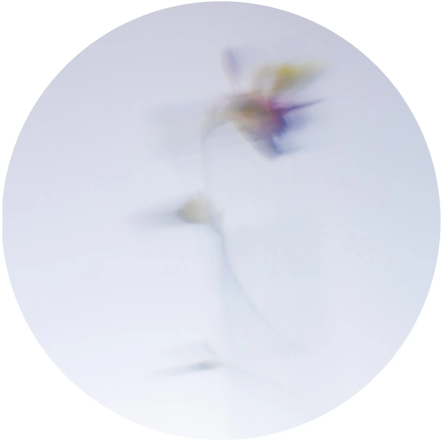 Beautiful Decay - Crocus 3 WEB.jpg