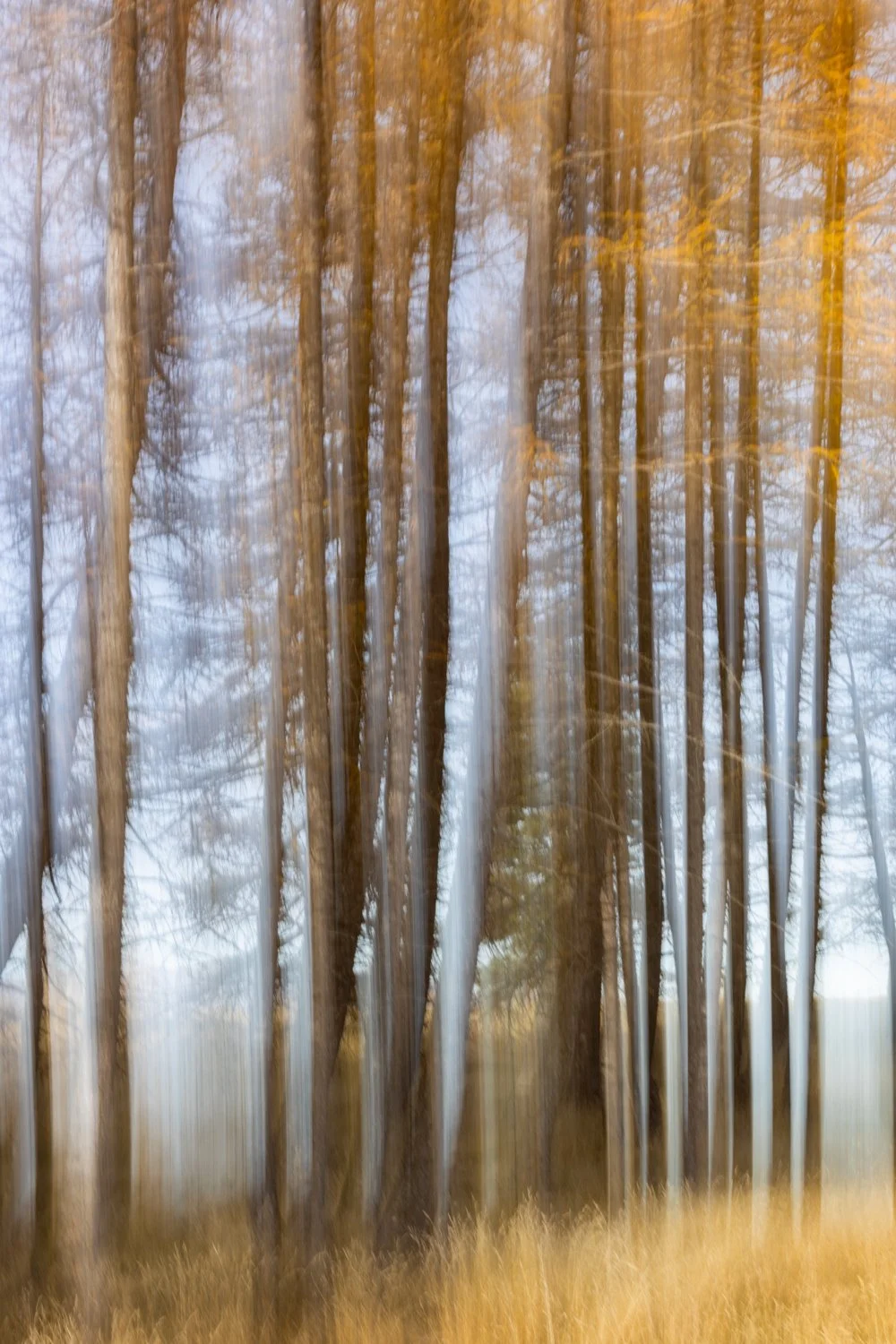 Lake Middleton Pines.jpg