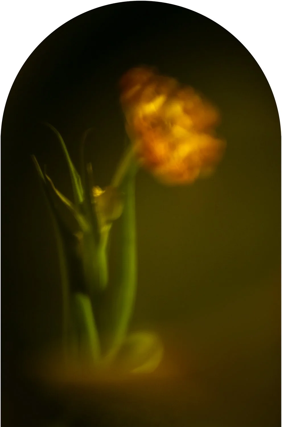 Beautiful Decay - Tulip arch 5 WEB.jpg