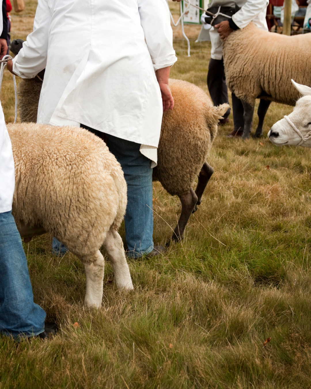Kintyre Agricultural Show