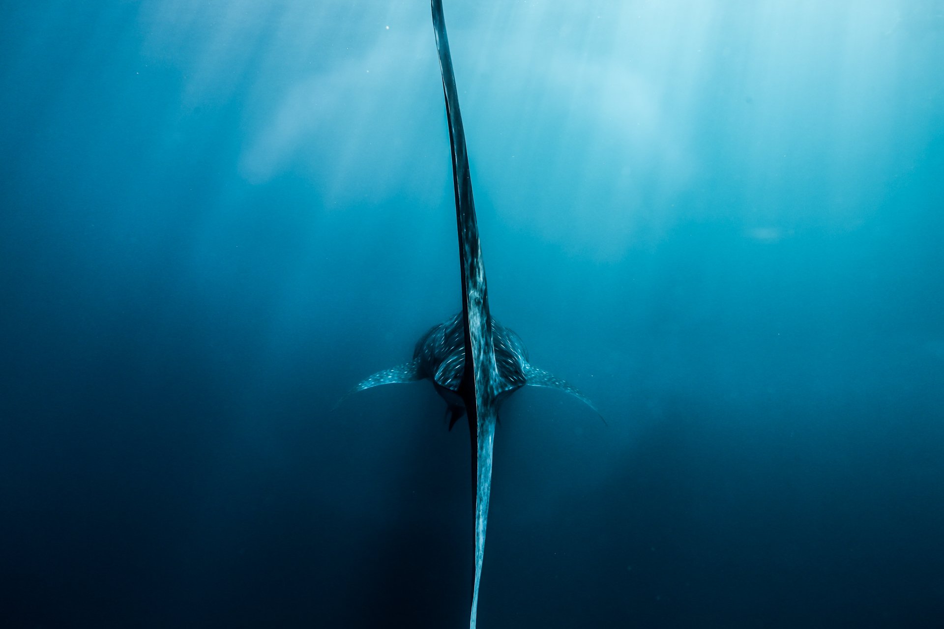 Nush Freedman Photo of a whale shark on the Ningaloo Reef
