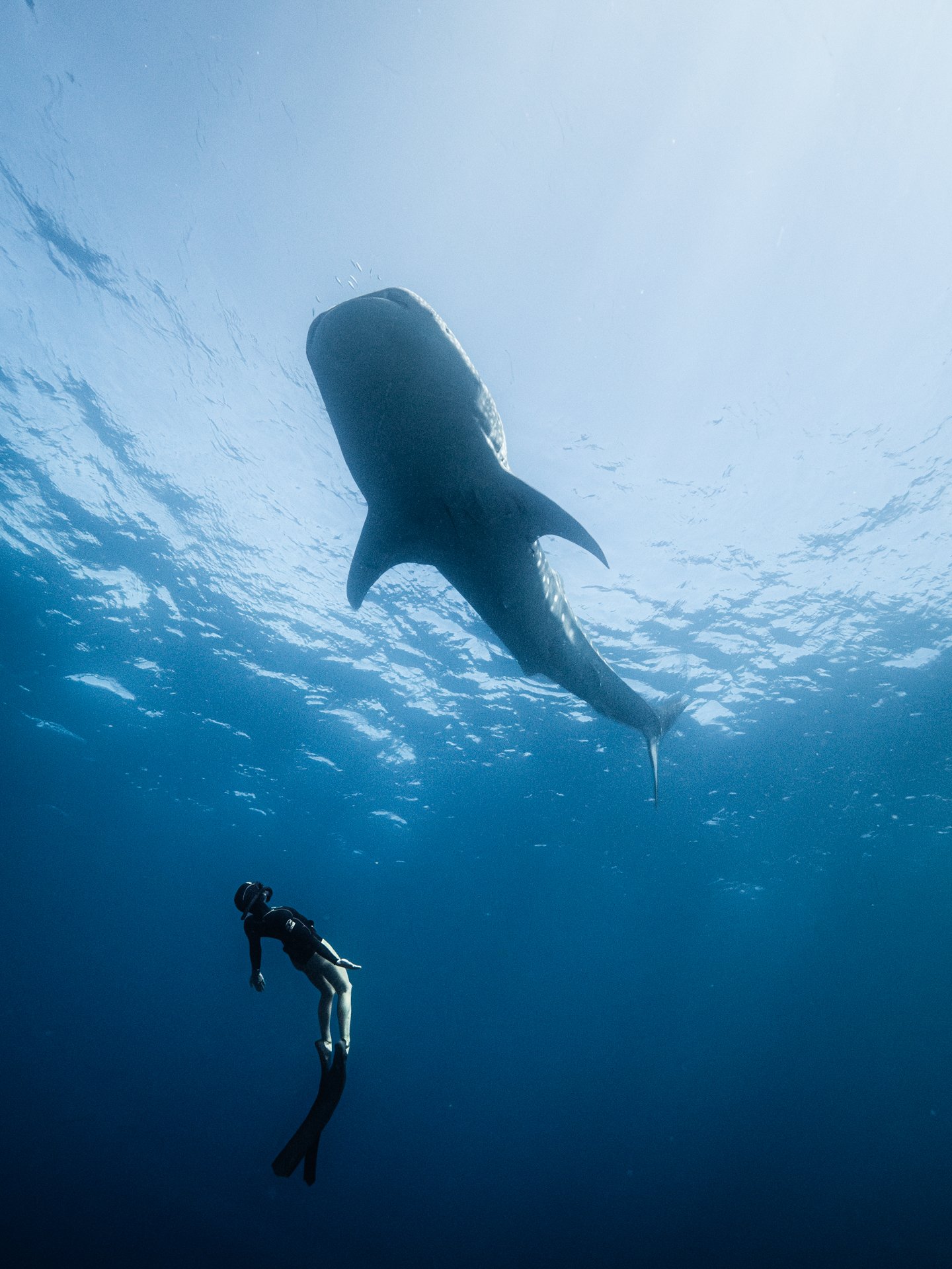 Nush Freedman Photo of a whale shark and Brinkley Davies on the Ningaloo Reef
