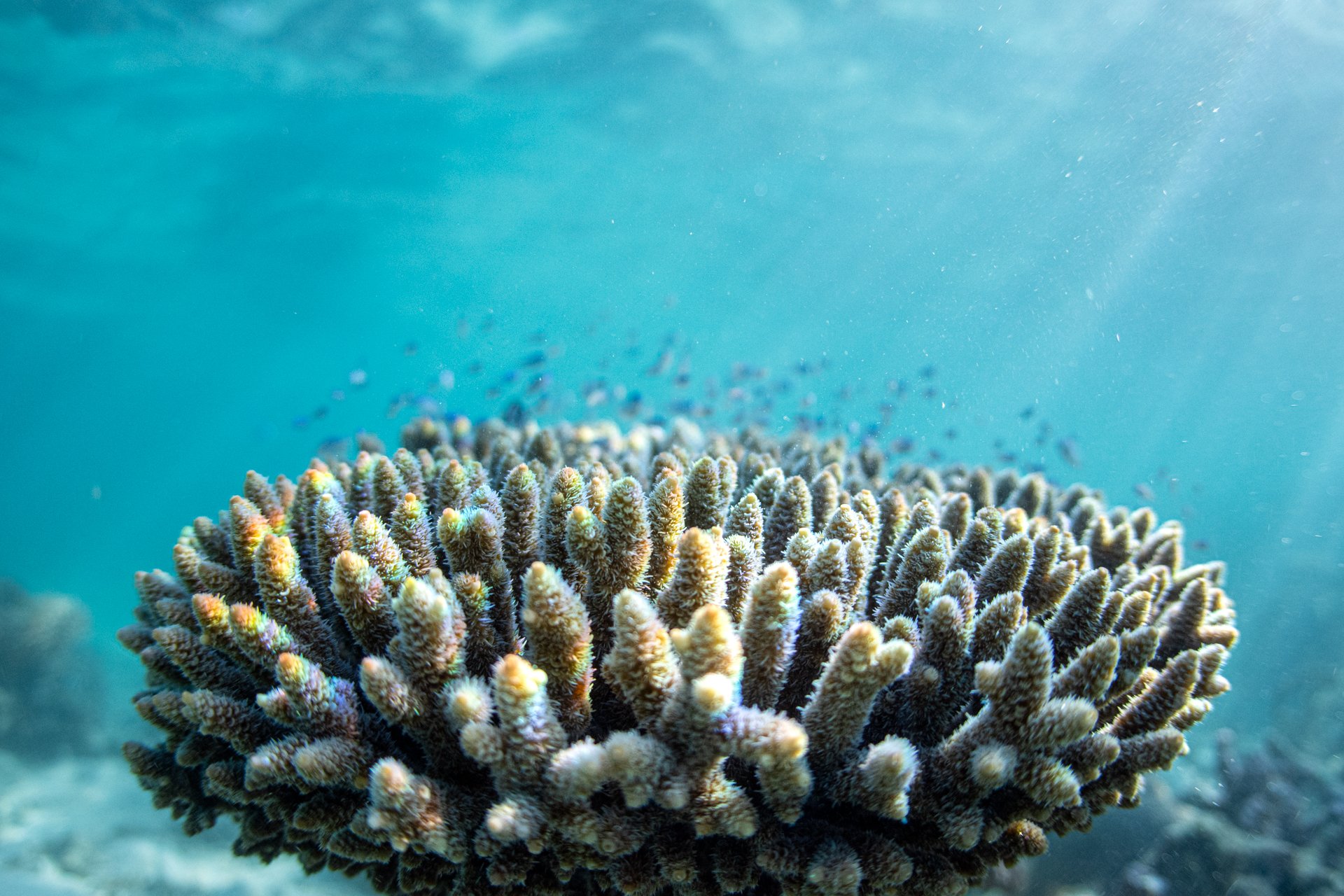 Nush Freedman Photo of coral on the Ningaloo Reef