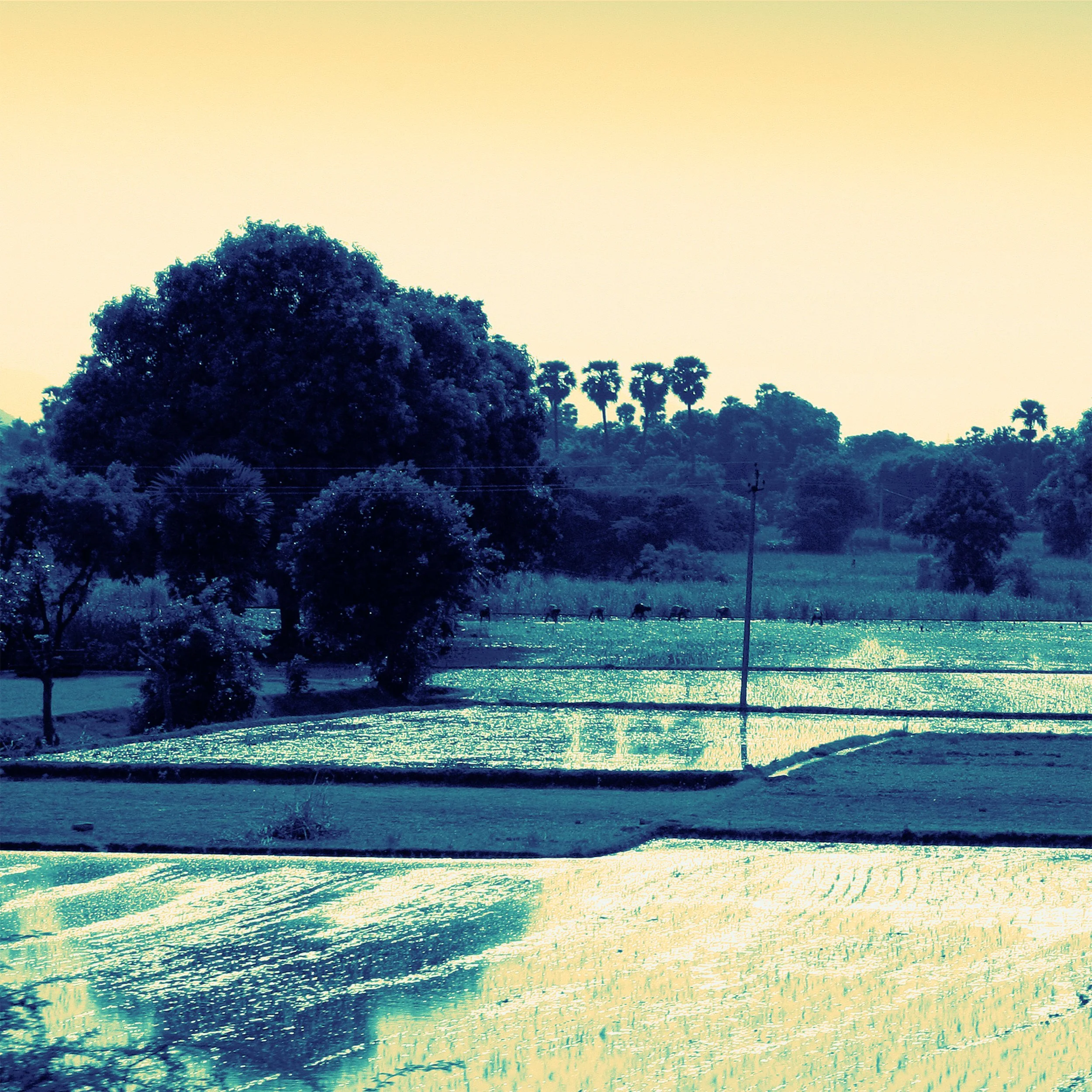 Trust, Forecasts, and Action: How Farmers Navigate Monsoon Uncertainty