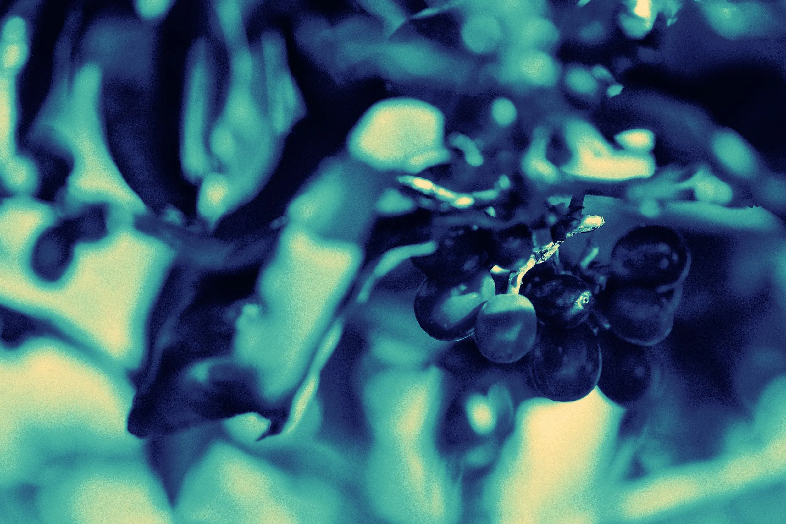 El Niño Effect on Coffee Yield