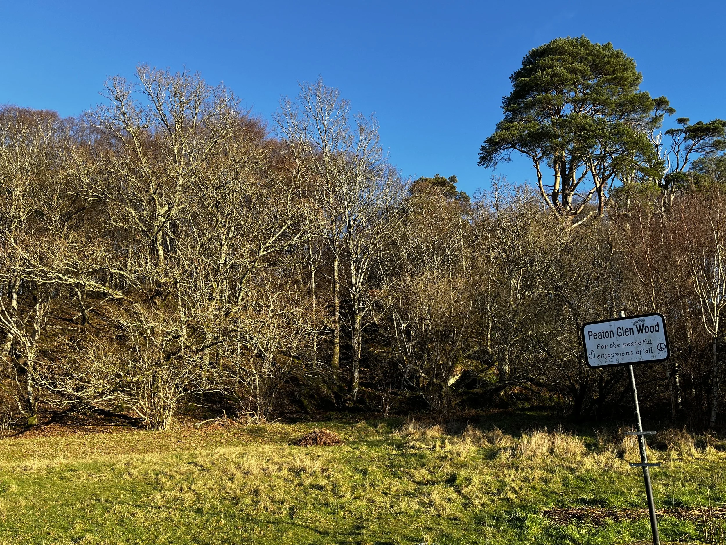 Peaton Woods Workday: Call for Volunteers