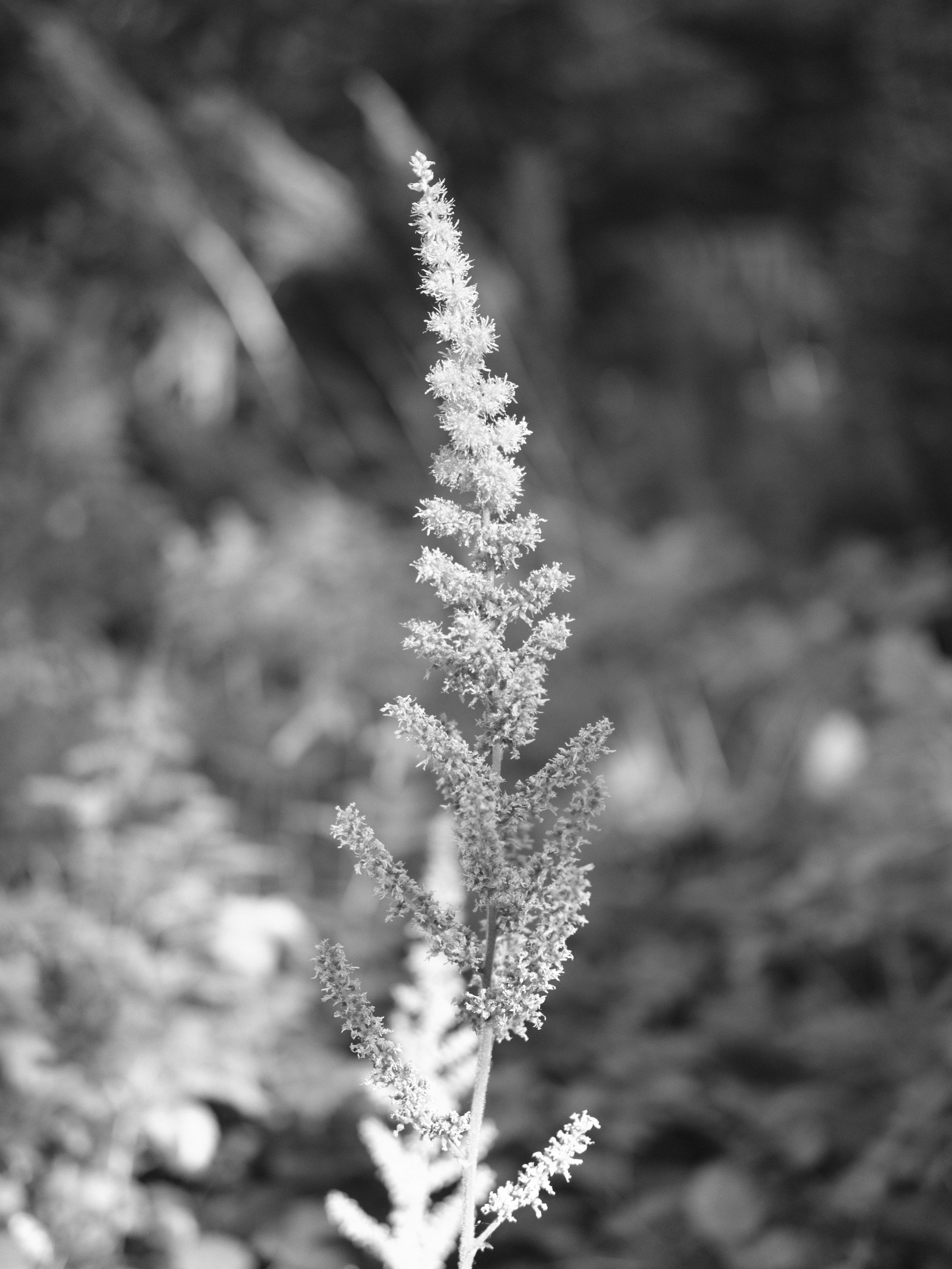 _DSF5219.JPG