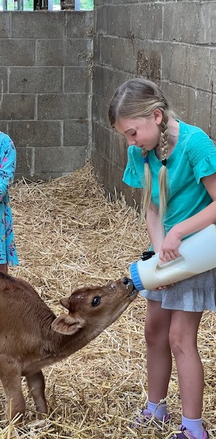 Calf feeding.jpeg
