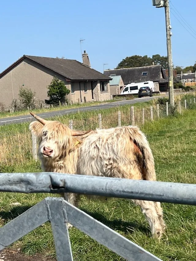 Shetland cow.jpeg