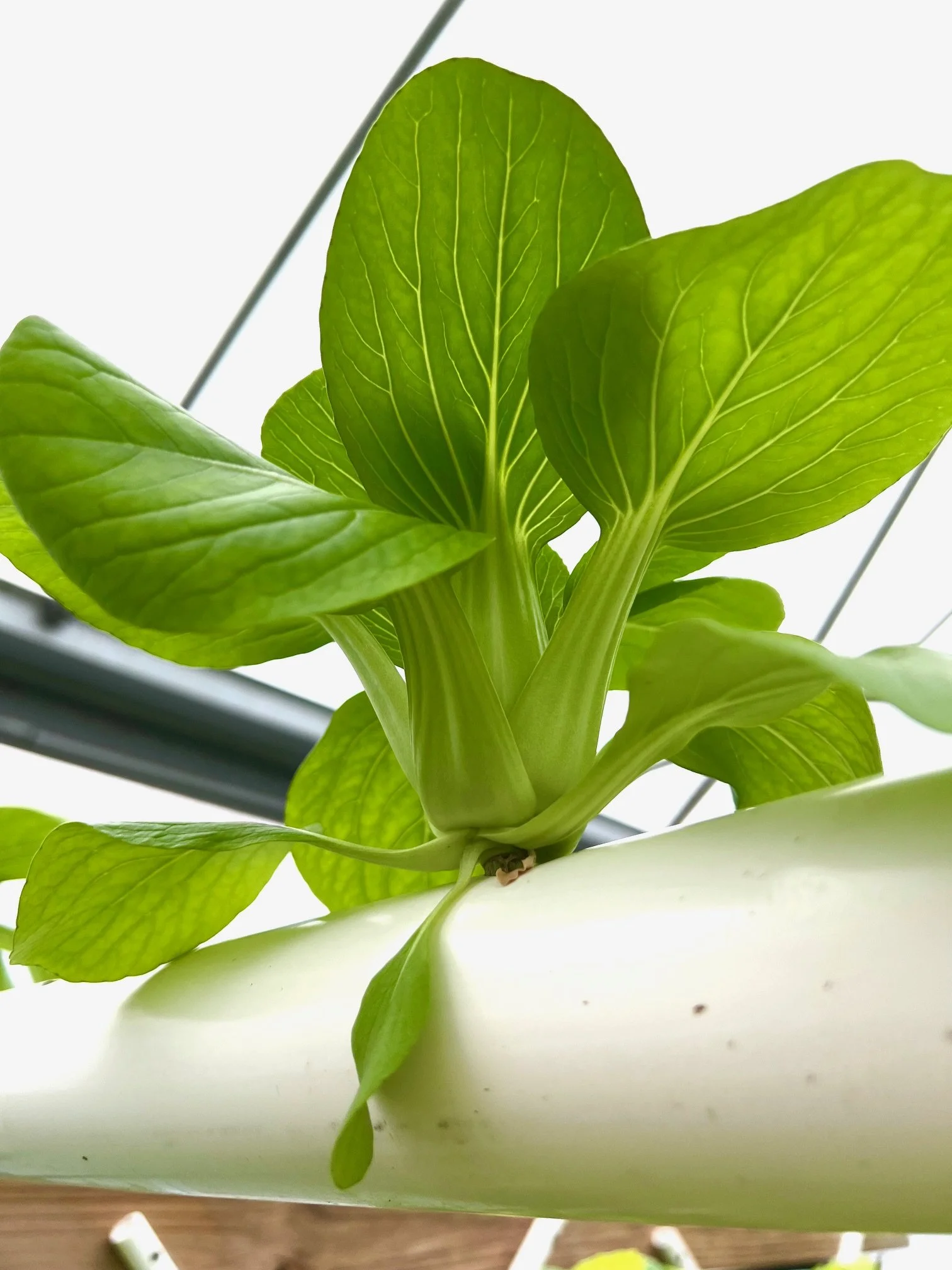 Baby Bok Choy Salad