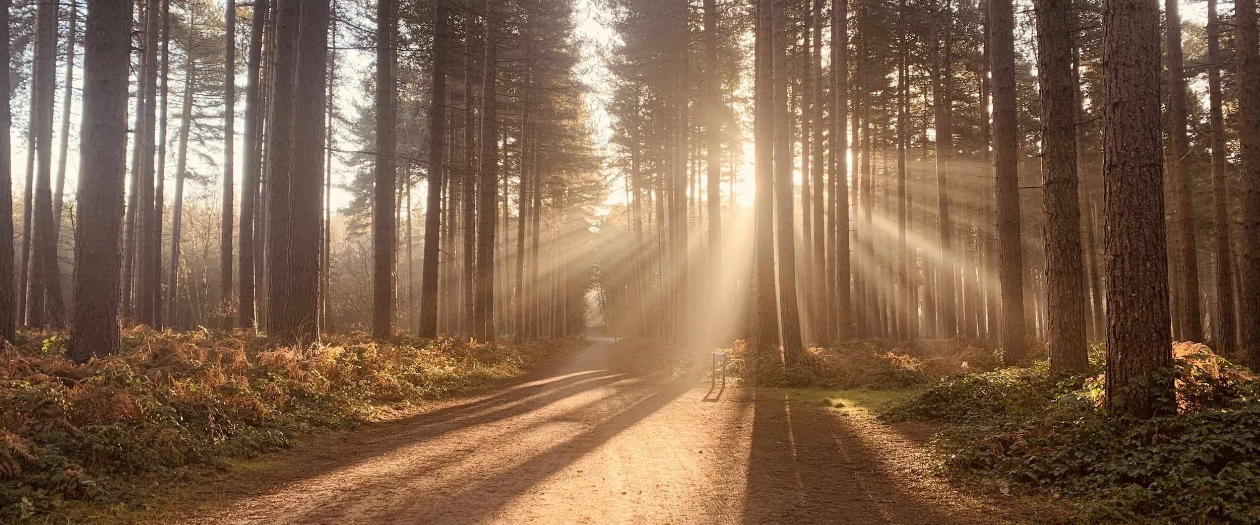 Sherwood Pines, Nottinghamshire 